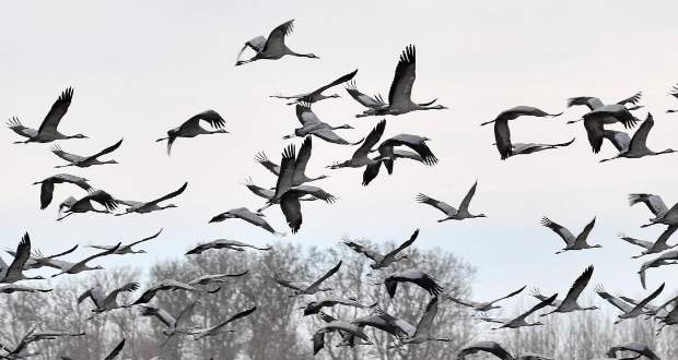 Október első hétvégéjén rendezik meg az Európai Madármegfigyelő Napokat