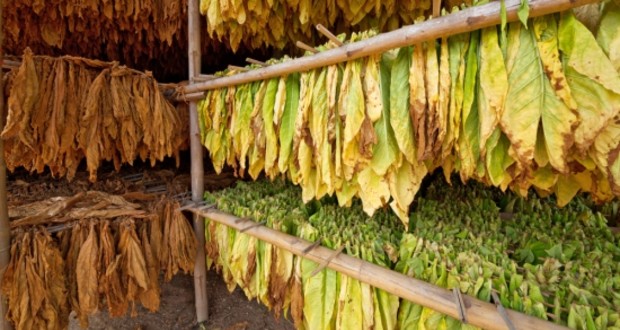 Szinte teljesen nikotinmentes dohányt kísérleteztek ki géntechnikával