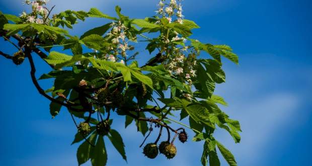 Az európai fafajok fele veszélyeztetett