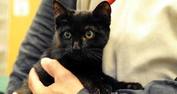 Fizetett nyilvántartásba vennék a háziállatokat