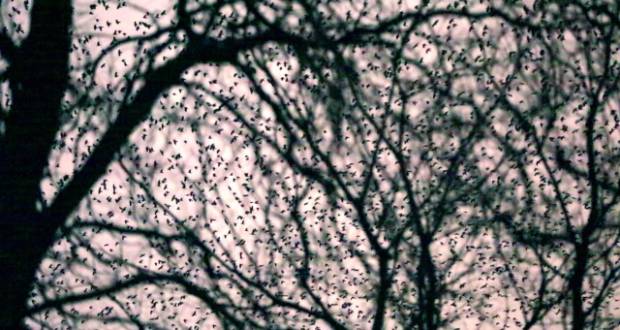 Kányádi Sándor: November