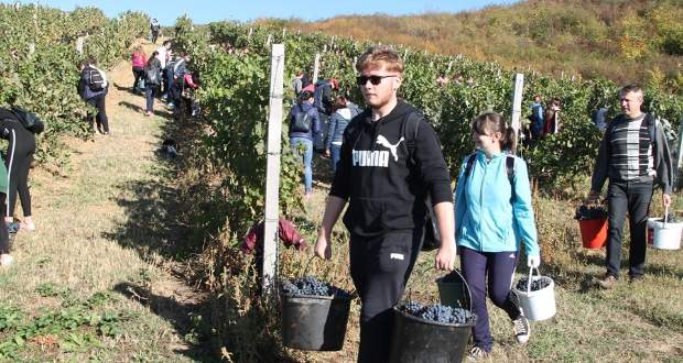 „Bű szüretet, nagy csizmát” – Szüreten a Rákóczi-főiskola