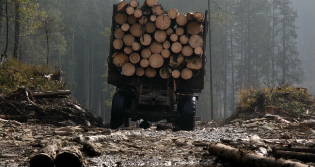 A Legfelsőbb Tanács betiltotta az erdőírtást a Kárpátokban