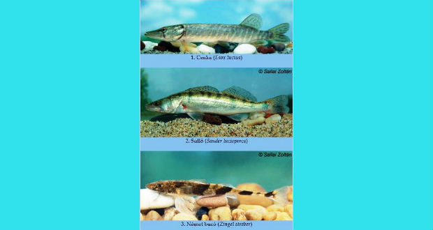 Melyik faj legyen az év hala 2020-ban?