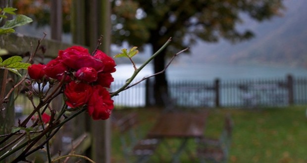 Rózsák őszi metszése