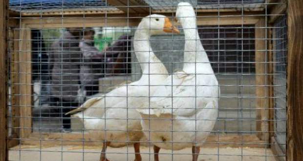 Kárpátalja ma: elkezdődött az V. Beregszászi Szent Márton Újborfesztivál és libator