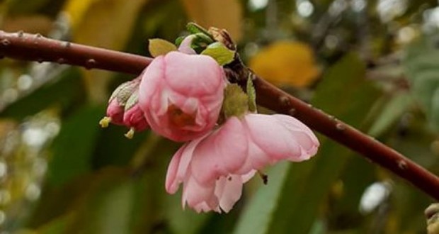 Ismét kivirágzott Munkács „habókos” japáncseresznyéje