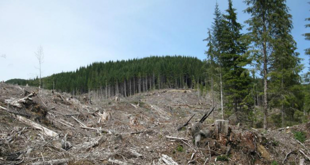 Klaus Iohannis: Véget kell vetni az illegális fakitermelésnek