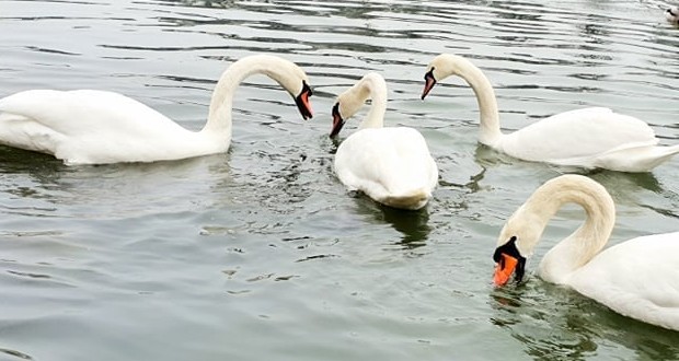 Kárpátalja ma: megérkeztek Ungvár hattyúi