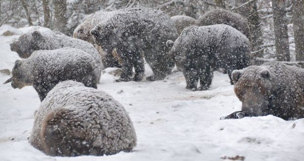 Kárpátalja ma: medveálmatlanság