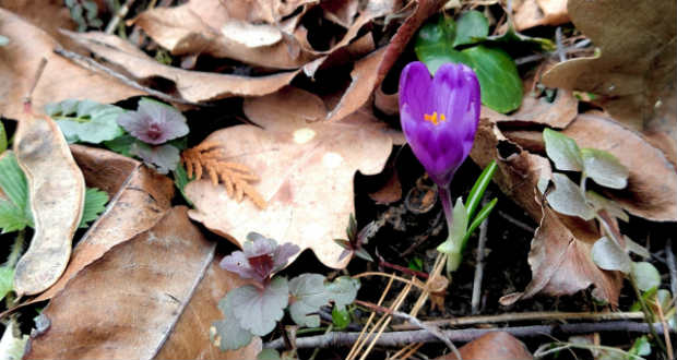 Kinyíltak az első sáfrányok a Munkácsi járásban