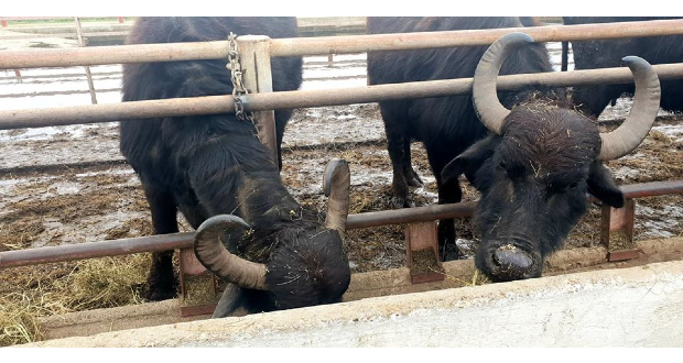 Kárpátalja ma: bivalyfarm