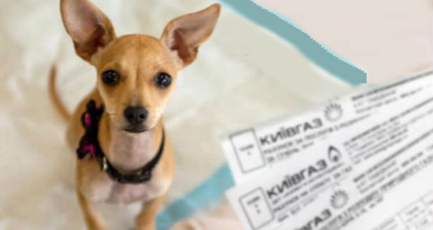 Kopogtató: kutyavilág