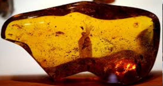 Valószínűleg a legkisebb dinoszaurusz lehet a 99 millió éves borostyánban megőrződött kicsiny lény