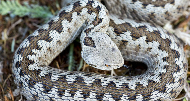 Kihalhat a görög karsztvipera