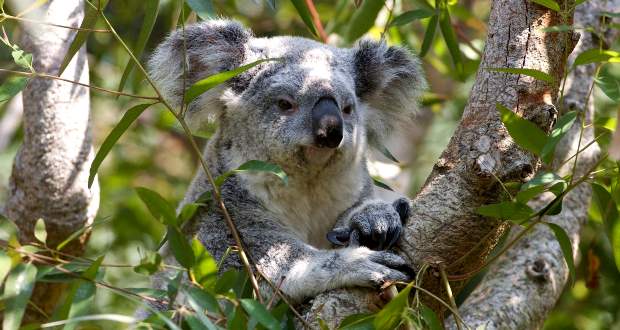 A koalák veszélyeztetett fajként való besorolását sürgetik