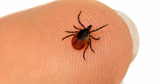 Ideje felkészülni a kullancsszezonra!