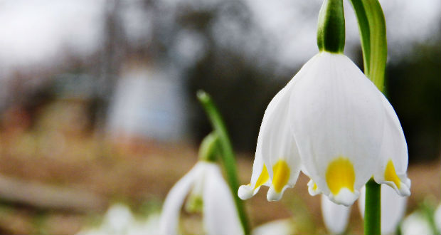 Tavaszias idő, majd fagy is várható Kárpátalján