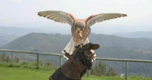 A sólymászat és a magyar vonós zenekar is felkerülhet az UNESCO világörökségi listájára