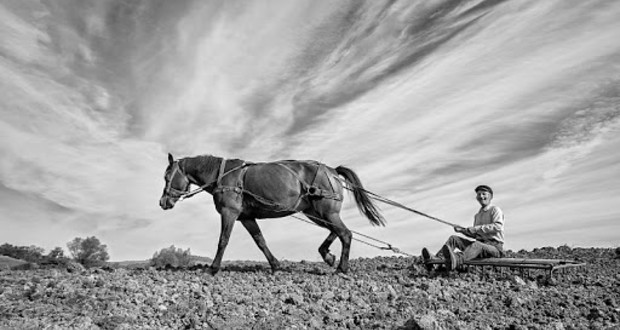 Régi tárgyak: a borona