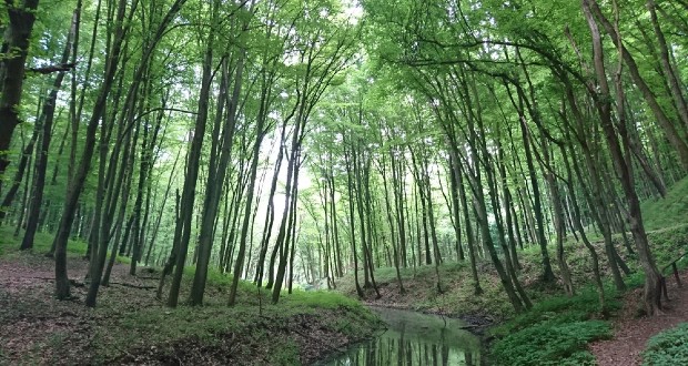 Újabb kormányzati lépés a magyar erdők fejlődéséért