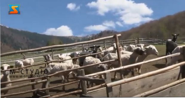 Megkezdődött a juhok kihajtása a hegyi legelőkre