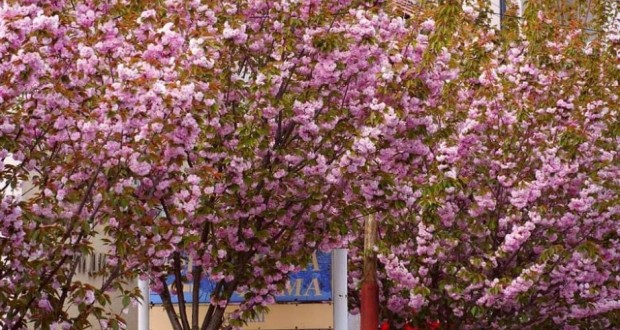 Közel hétezer szakura virágzik Munkácson