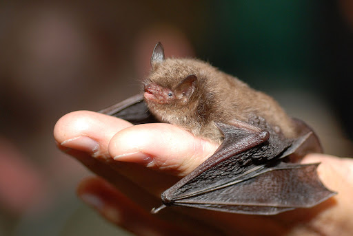 Denevérvédelmi projekt indult Kárpátalján