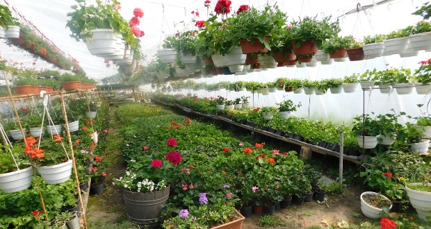 Karanténban a virágok között