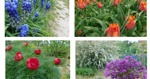 Kárpátalja ma: virágzó botanikus kert