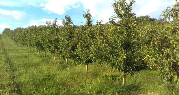 Kárpátaljai vállalkozások: Deme András családi gazdasága