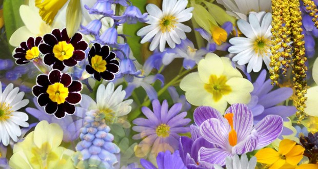 Az édesanyákat ünnepeljük május első vasárnapján