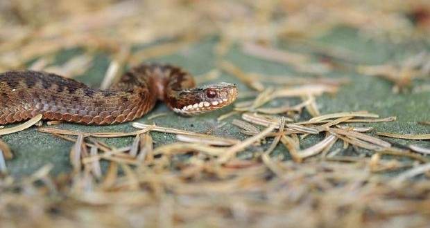 Kilencéves fiút mart meg egy kígyó a Kárpátokban