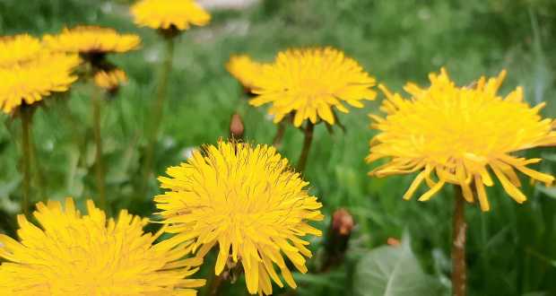 Gyermekláncfű a kertben