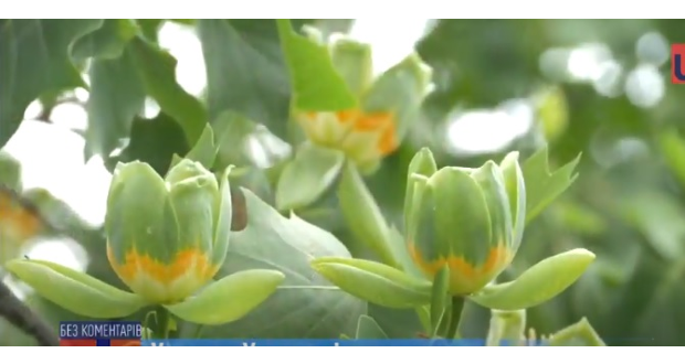 Virágzik a tulipánfa Ungváron