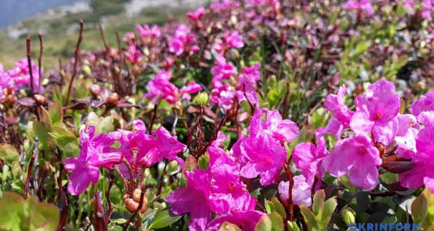 Virágzik a havasszépe a Kárpátokban