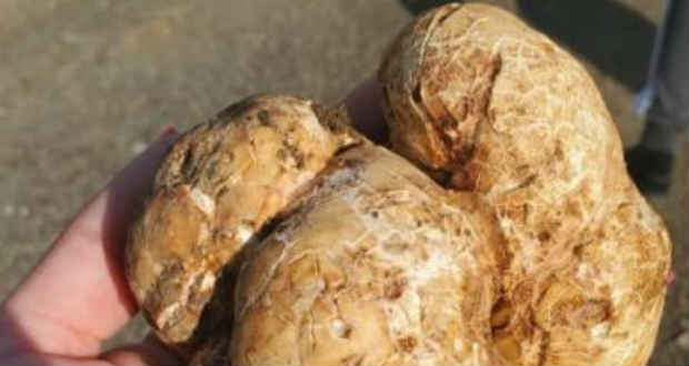 Szarvasgombát talált egy kárpátaljai nő