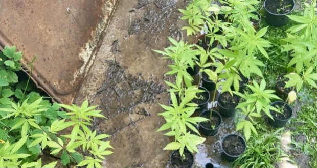 Kenderültetvényre bukkantak az Ilosvai járásban