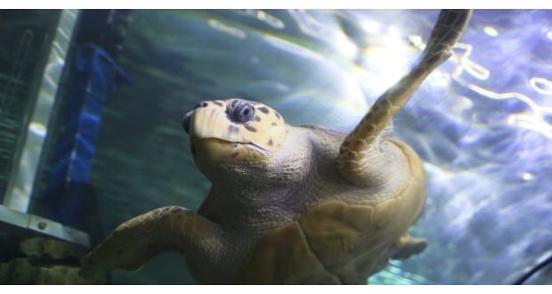 A teknősfajták fele a kihalás szélén áll