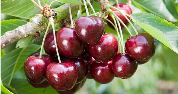 Továbbra is magas az idénygyümölcsök ára