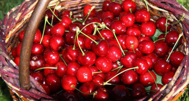 Jelentősen csökkent a cseresznye ára az ukrán piacokon