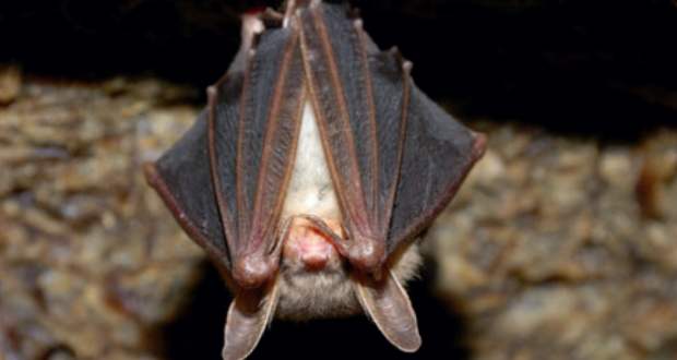 Denevérek költöztek az egyik beregszászi templom tetőzetébe