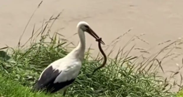 Siklóvadászat gólya módra