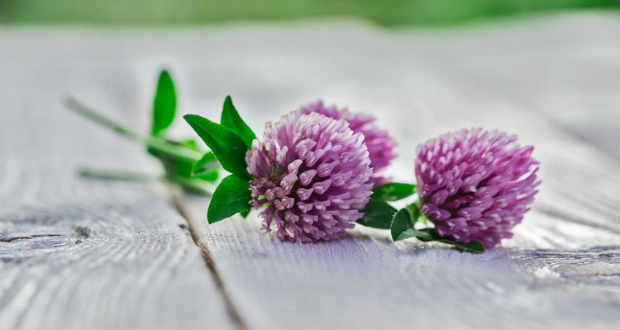 Gyógynövényekkel a pattanások ellen