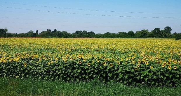 Kárpátalja ma: napraforgómező Munkács közelében