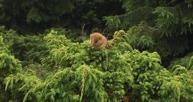 Mogyorós pelét fotóztak a Kárpátokban
