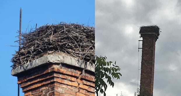 Közös összefogással a csigaszugi gólyák épségéért