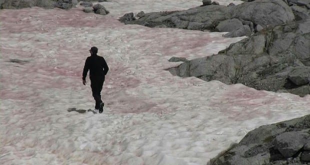Rózsaszín havat vizsgálnak az Olasz-Alpokban