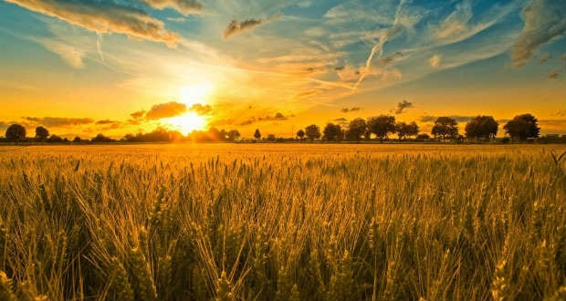 Csanádi Imre: Bőségdicsérő