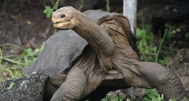 Tizenegymillió éves óriásteknős maradványait találták meg Németországban